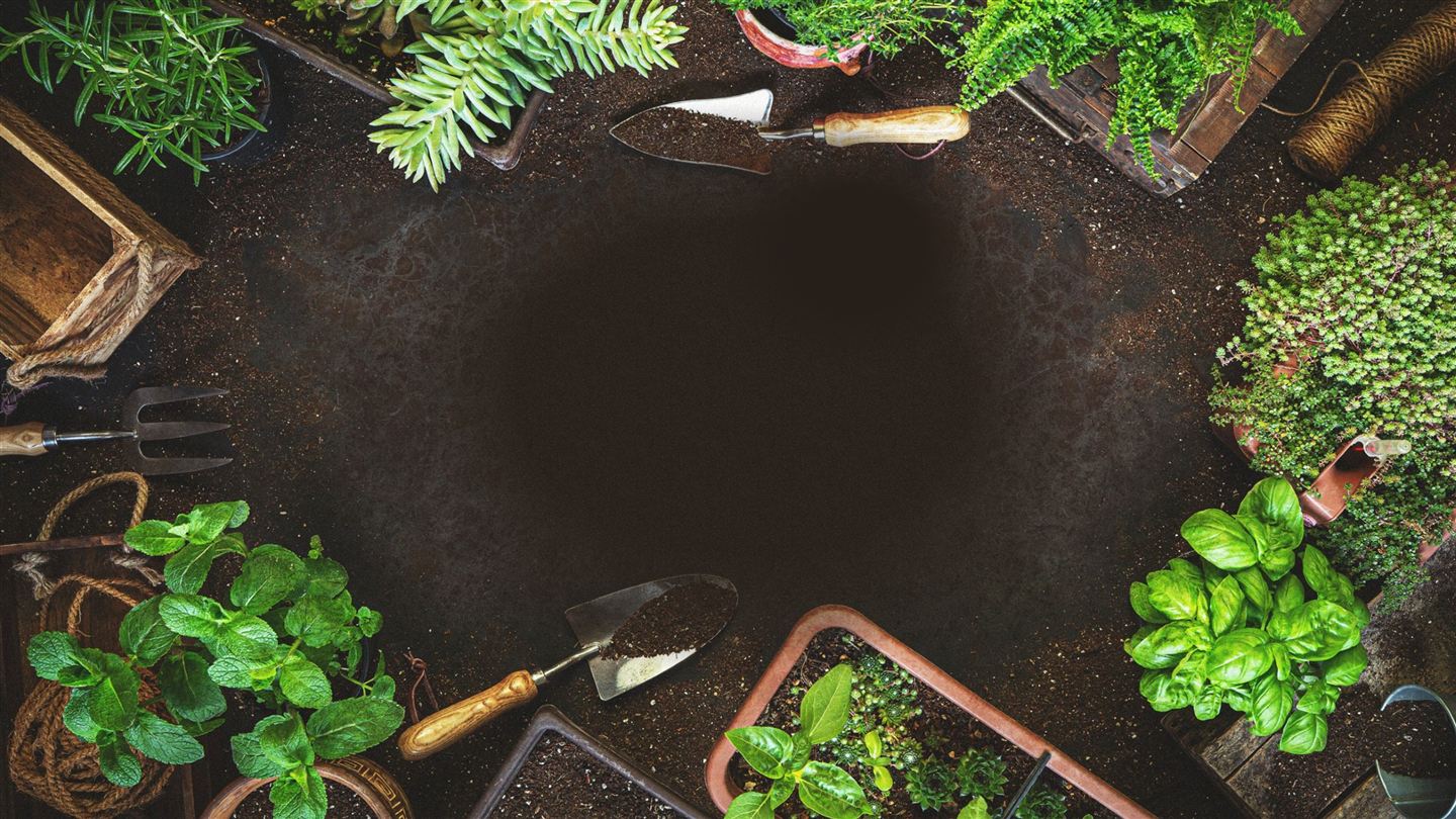 Dark garden soil laid out with hand trowels, herbs and young seedlings
