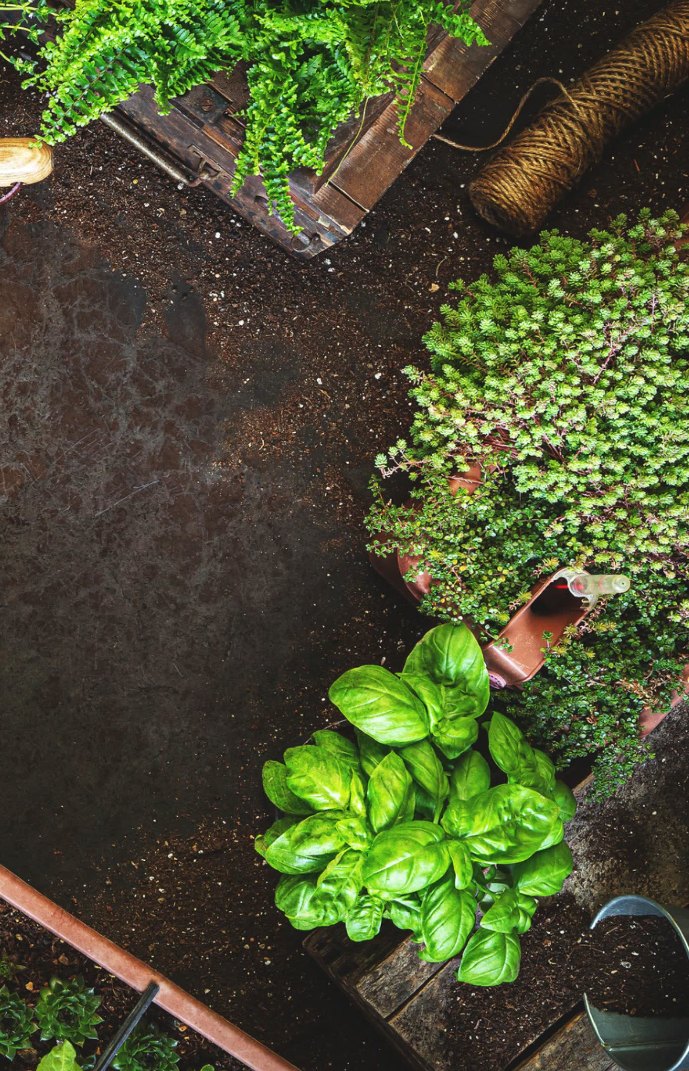 Dark potting soil with basil, thyme, a fern and a ball of garden twine laid out on it