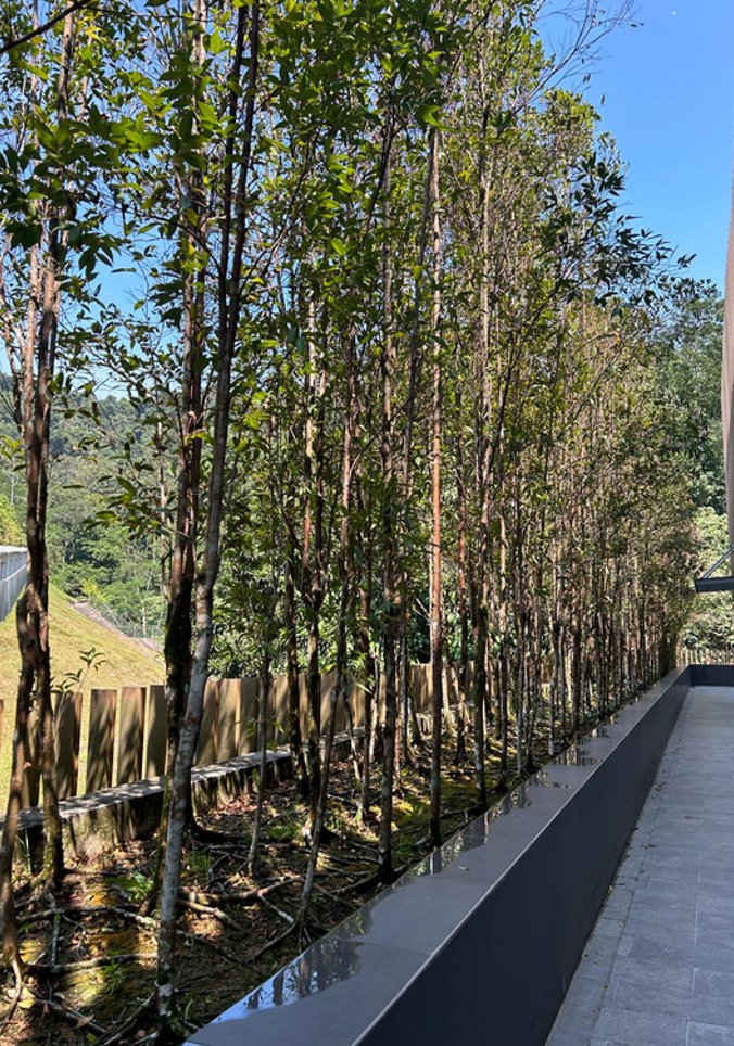 A maintained boundary tree line