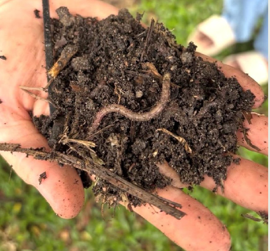 A handful of dark, crumbly worm compost with an earthworm in it