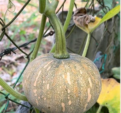 Pumpkin trellis — Edible Garden by Tanaman Garden Co.