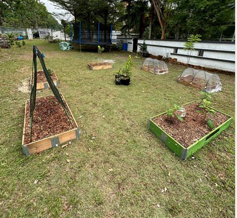Raised vegetable beds in a backyard