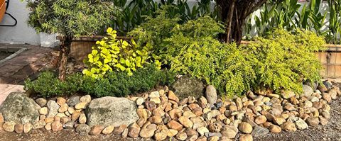 Rock garden with a shrub border