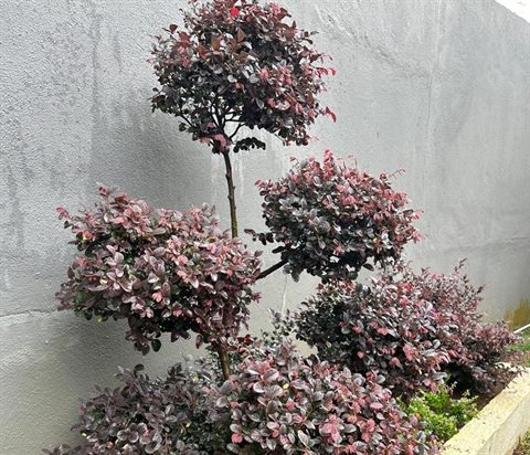 Loropetalum topiary feature tree - Landscape Build by Tanaman Garden Co.