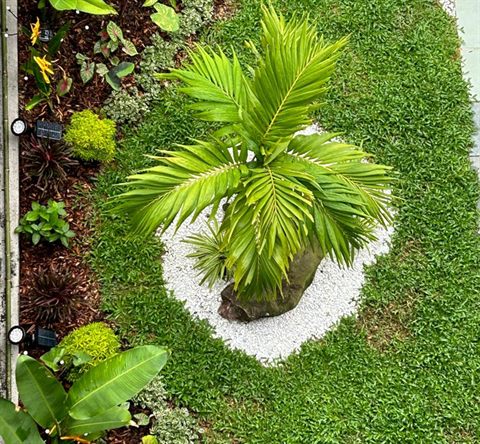 A feature palm set in white pebbles beside a lawn