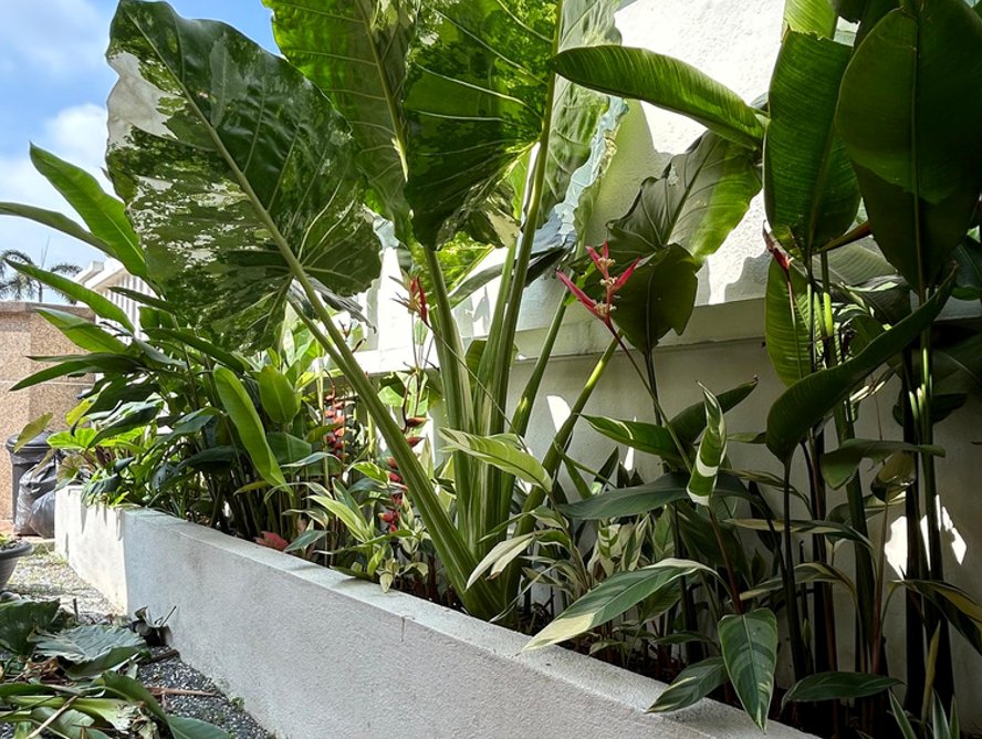 A tropical planter bed beside a path
