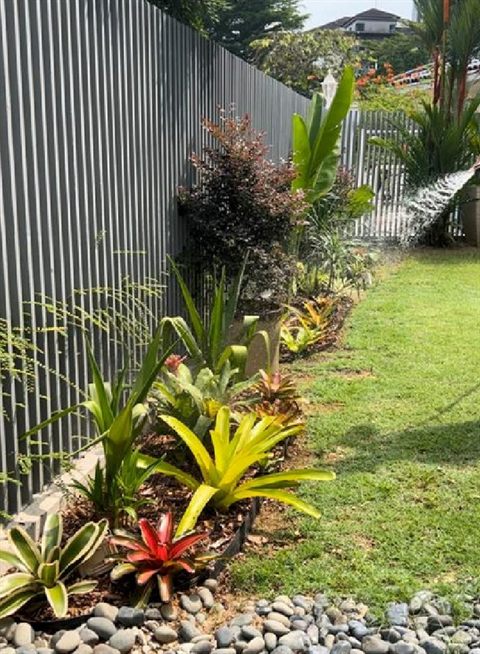 Bromeliad border along a fence beside a lawn