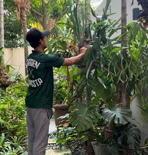 Monstera pruning plant care — Landscape Maintenance by Tanaman Garden Co.
