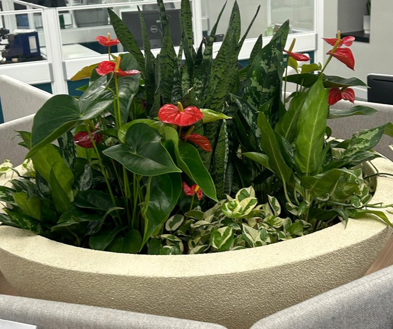 A large office planter of red anthurium, snake plant and variegated pothos between workstations