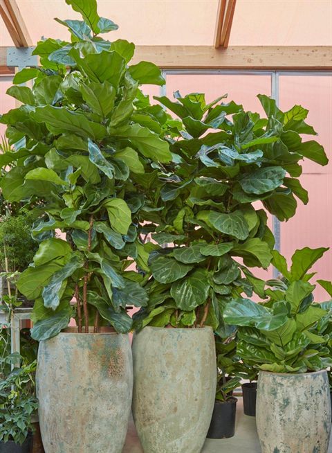 Fiddle leaf fig large planters — Potted Plants & Indoor Set-up by Tanaman Garden Co.