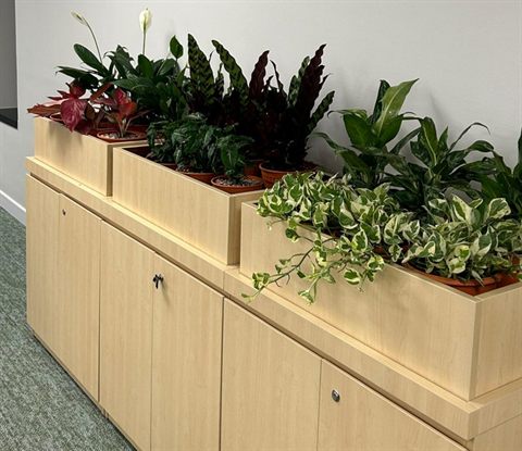 Office cabinet top planters — Potted Plants & Indoor Set-up by Tanaman Garden Co.