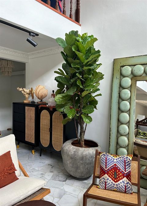 Fiddle leaf fig living room — Potted Plants & Indoor Set-up by Tanaman Garden Co.