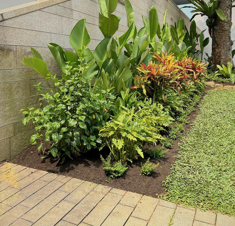 Corner of the border where hibiscus, philodendron and crotons meet paving and lawn.
