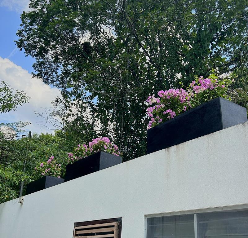 Black trough planters of pink bougainvillea along the top of a white wall, with a large tree behind.
