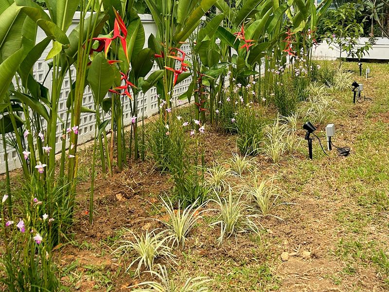 New border of red heliconias, pink ground orchids and variegated grassy plants along a white breeze-block wall, with garden spotlights