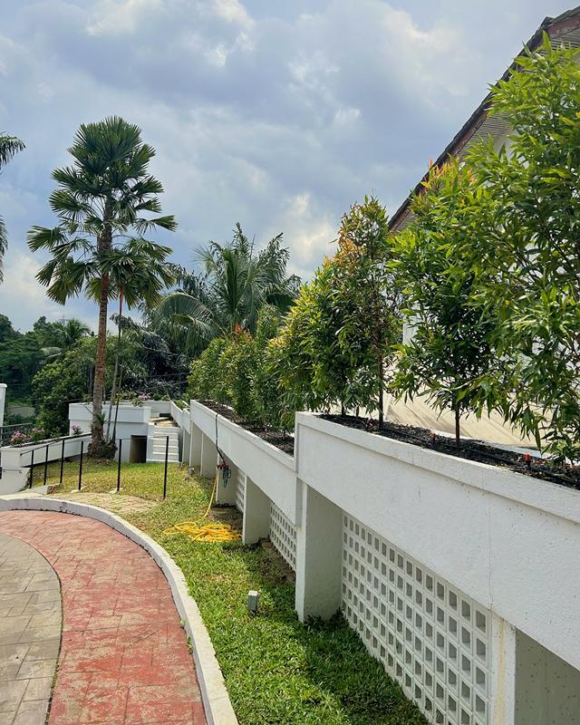Row of young red-tip trees in raised white planters with drip irrigation beside a curved red path, palms behind