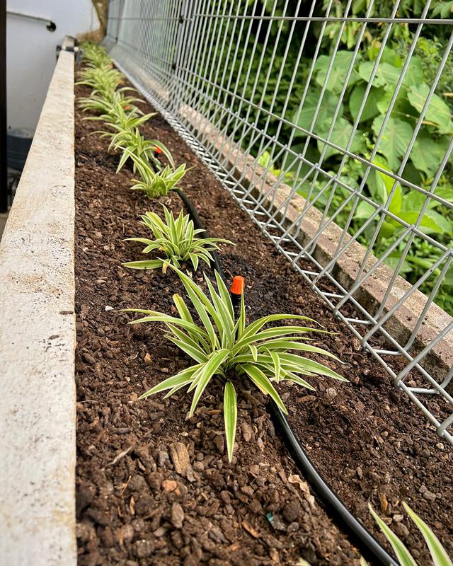 Line of young variegated spider plants in dark planting mix with a drip irrigation line and orange emitter, beside a mesh fence