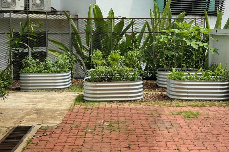 Front-on view of the kitchen garden: four steel raised beds of herbs and okra along a mesh fence, red pavers in front.