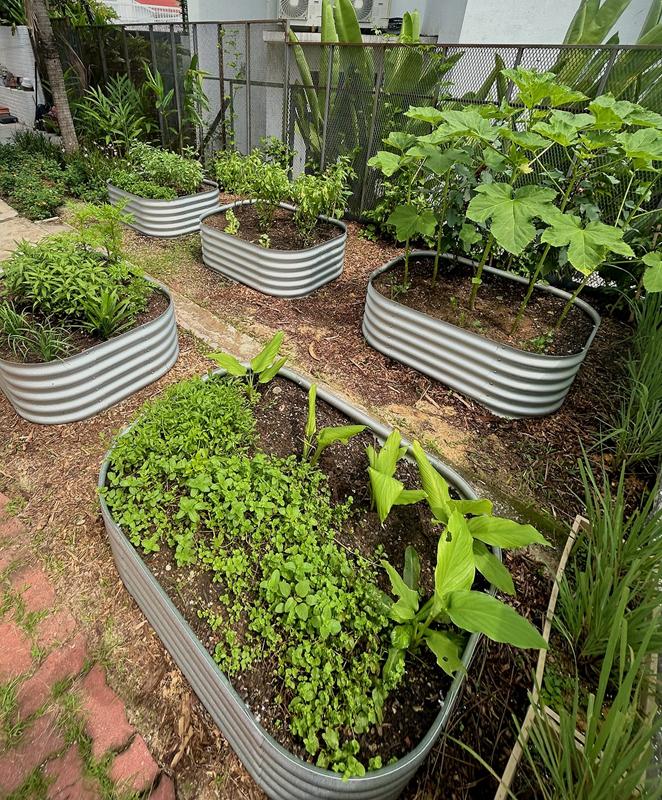 Looking across five steel raised beds planted with mint, turmeric, okra and herbs, with woodchip mulch between.