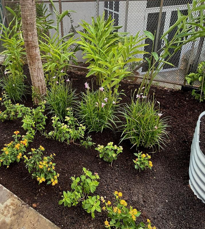 Newly planted ornamental bed around a palm trunk: gingers, pink ground orchids and lantana in dark mulch.