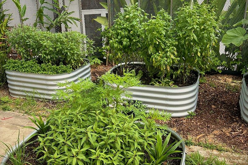 Galvanised steel raised beds overflowing with basil and herbs, woodchip mulch between them and a mesh fence behind.