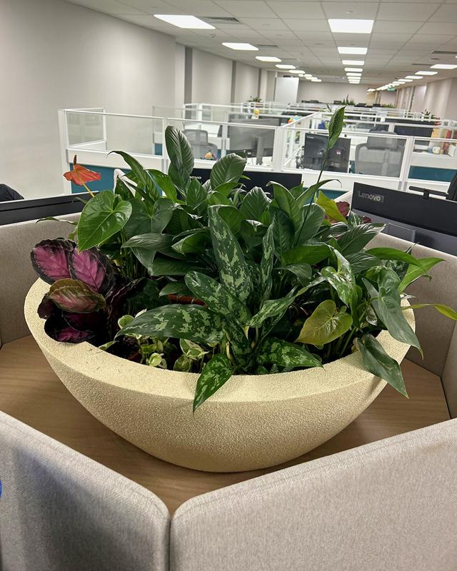 The bowl planter seen with the open-plan office stretching behind it.