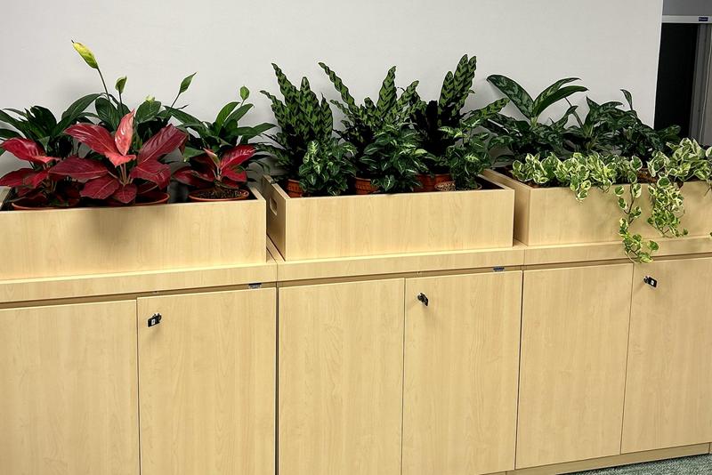 Three timber trough planters of peace lily, red aglaonema, calathea and trailing foliage on top of storage cabinets.