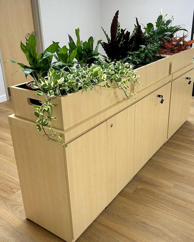 Timber trough planter with mixed foliage plants on top of a cabinet in an office corridor.