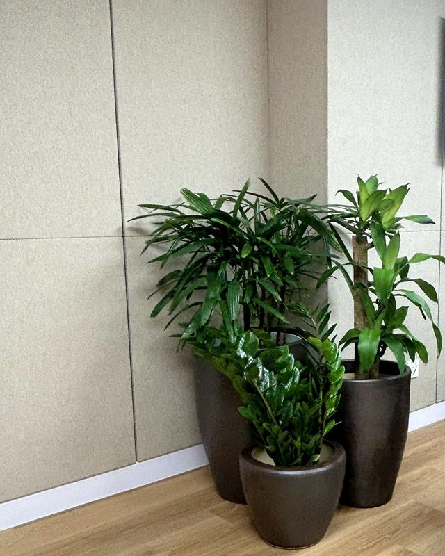 Group of potted plants of different heights arranged in an office corner.