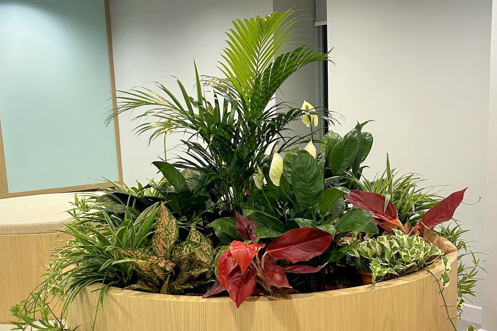 Palm, peace lilies, red aglaonema and spider plants massed in a round timber-clad planter in an office breakout area.