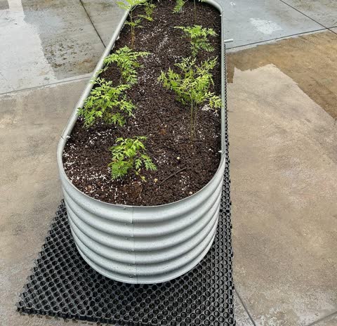 A long galvanised raised planter of young plants on a rooftop